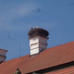 phoca_thumb_m_zmek kunn 53 Fotogalerie